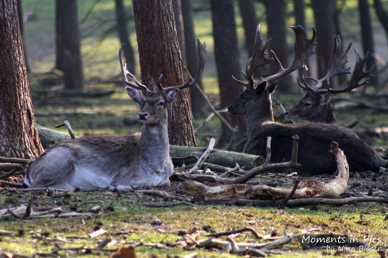 Airsi Blue Volshebny Svet 2010-04-14 (7).JPG